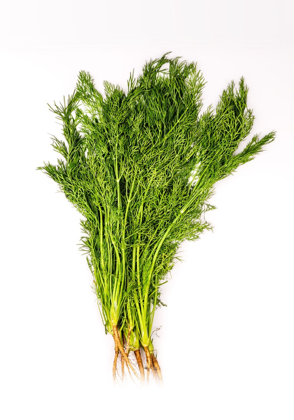 Dill Leavesimg 1