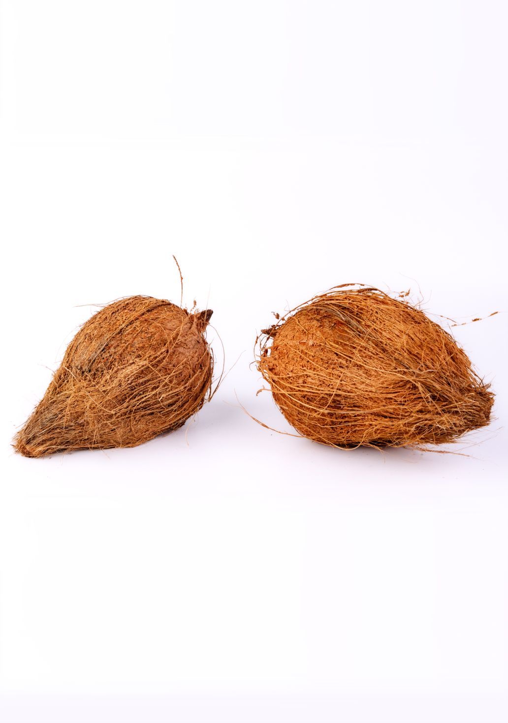 Coconutimg 4