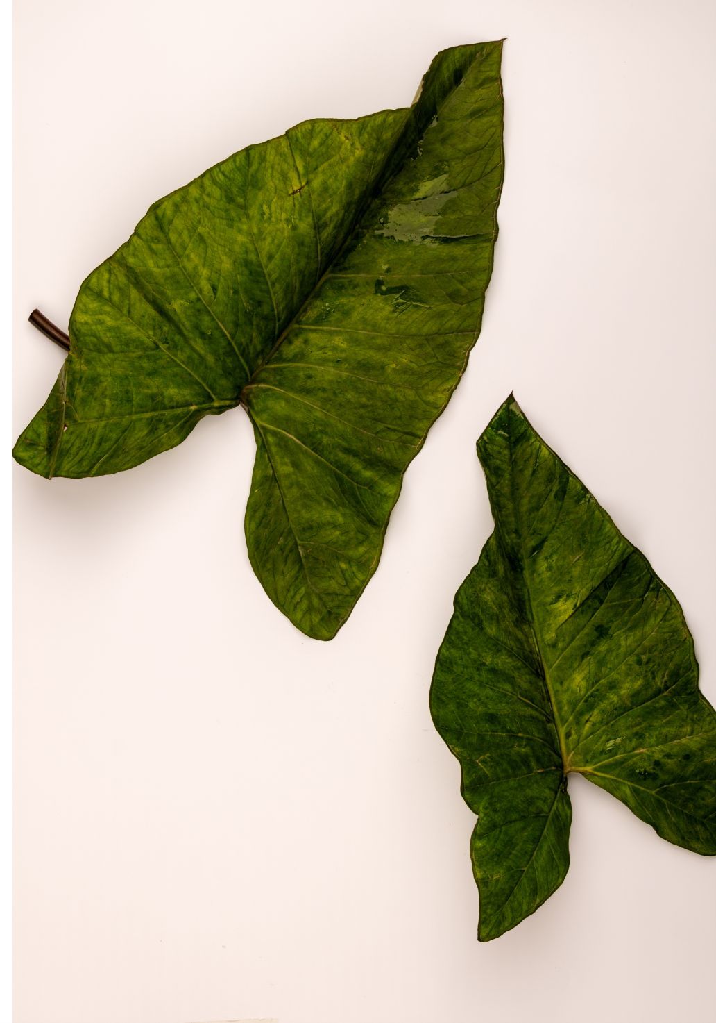 Colocasia Leavesimg 1