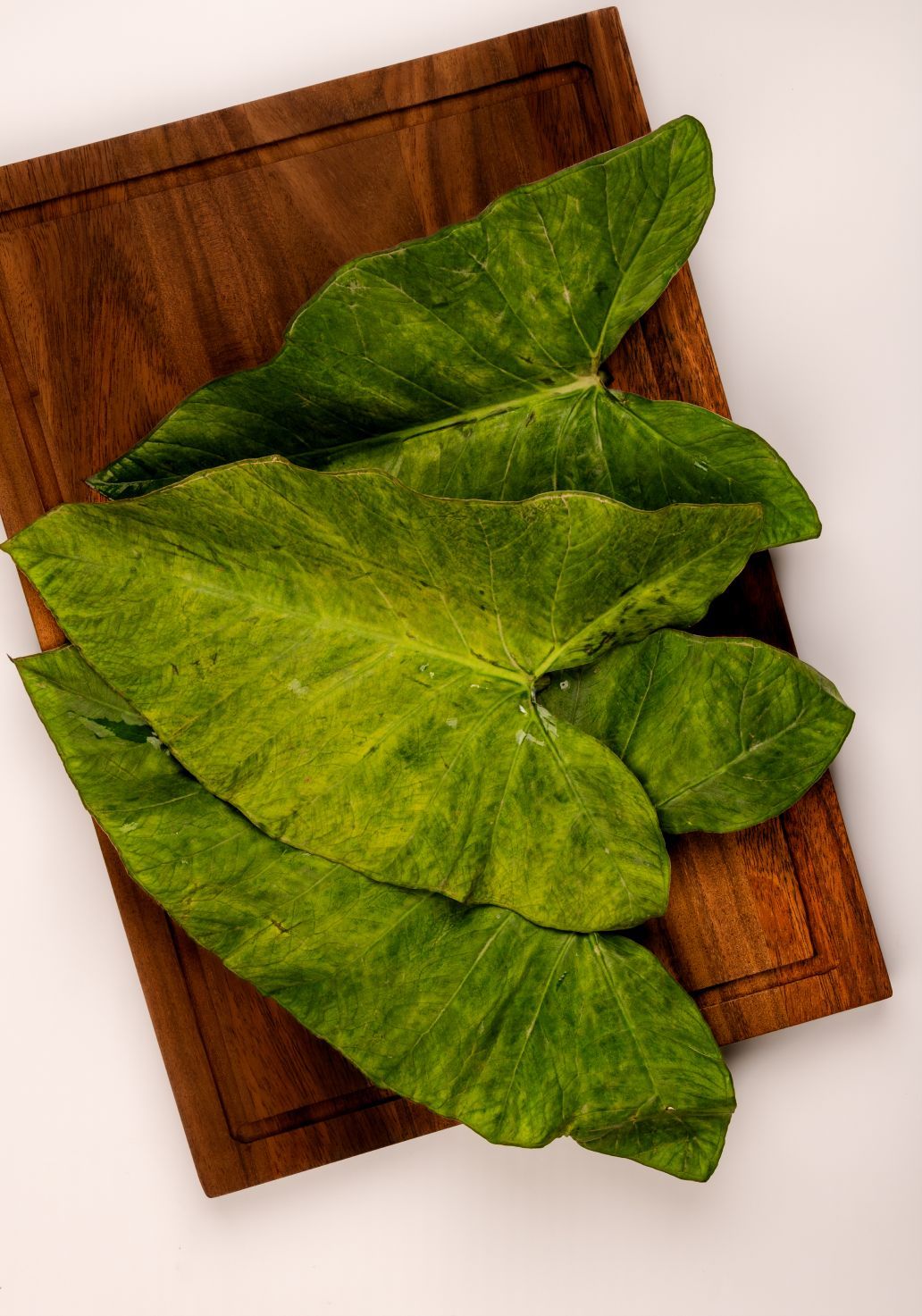 Colocasia Leavesimg 2