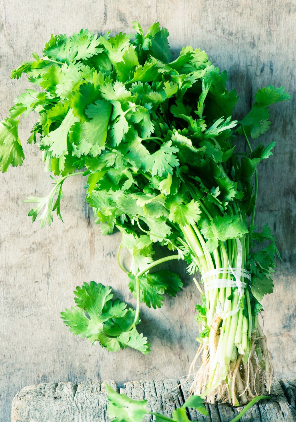 Coriander [Dhaniya Patta]img 1