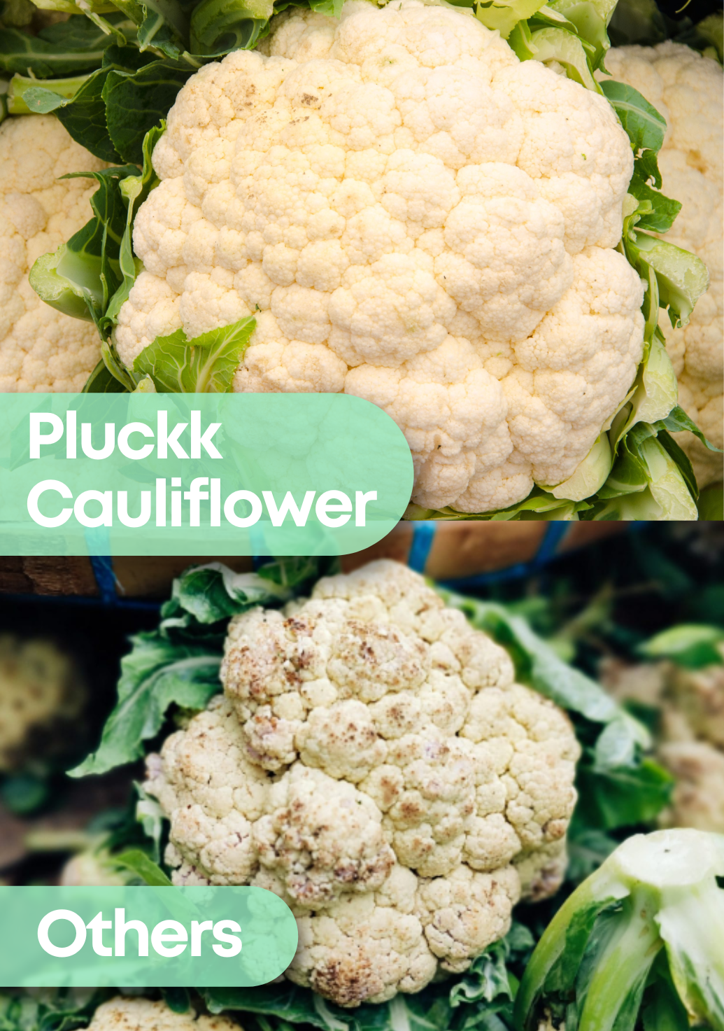 Cauliflowerimg 3