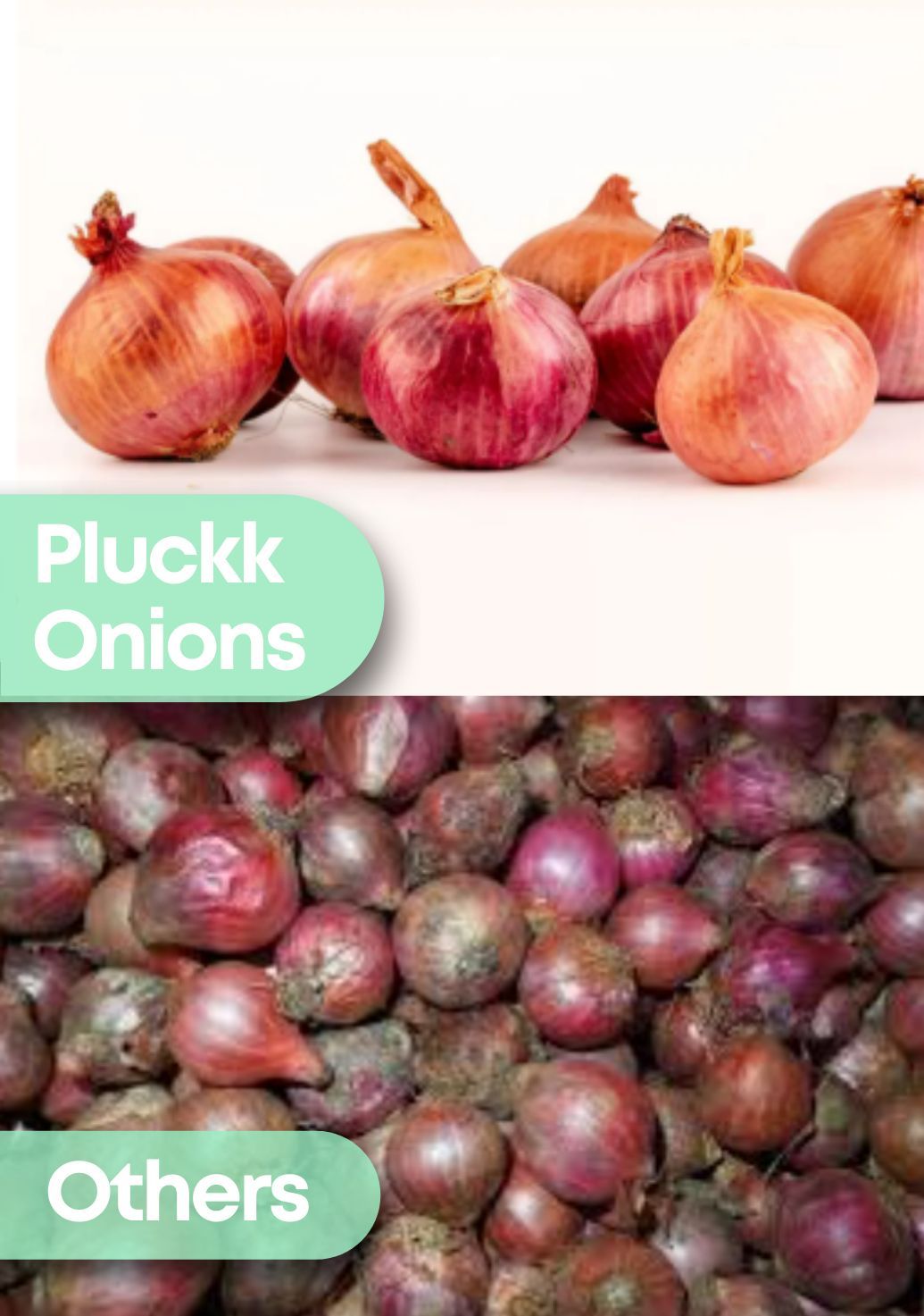 Onionimg 3