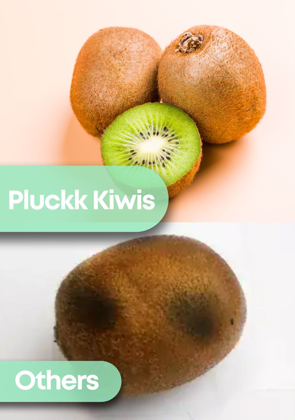 Kiwi Green [Imported]img 5