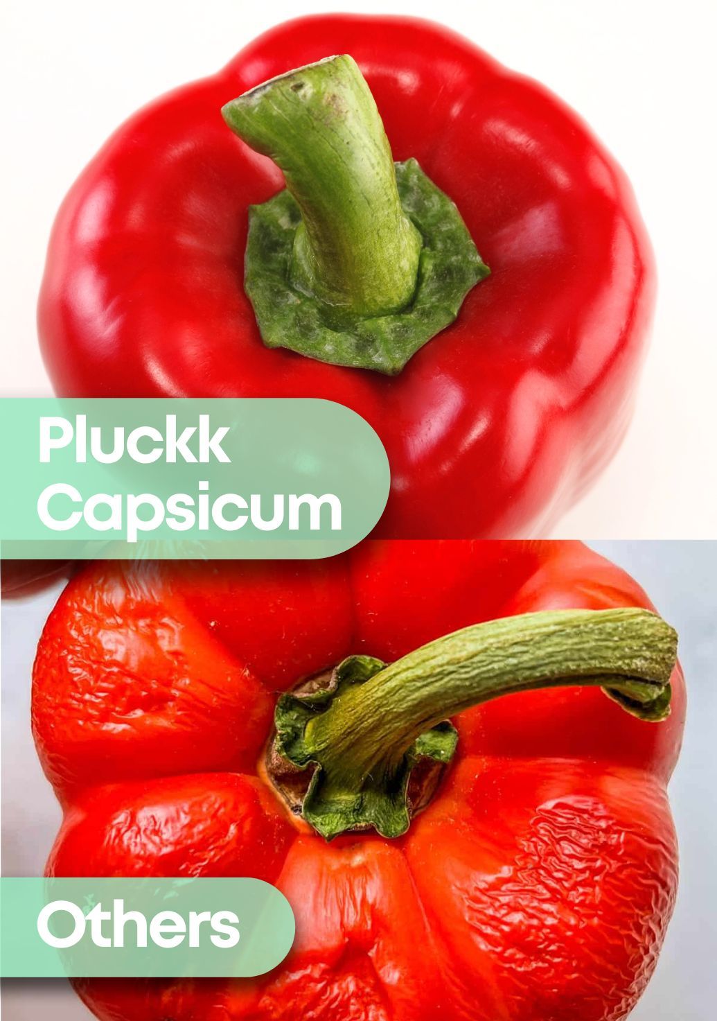 Capsicum Red [Ozone-Washed]img 4