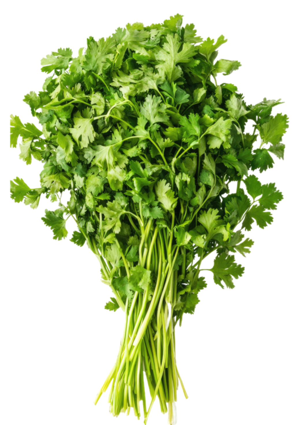 Coriander [Dhaniya Patta]img 1