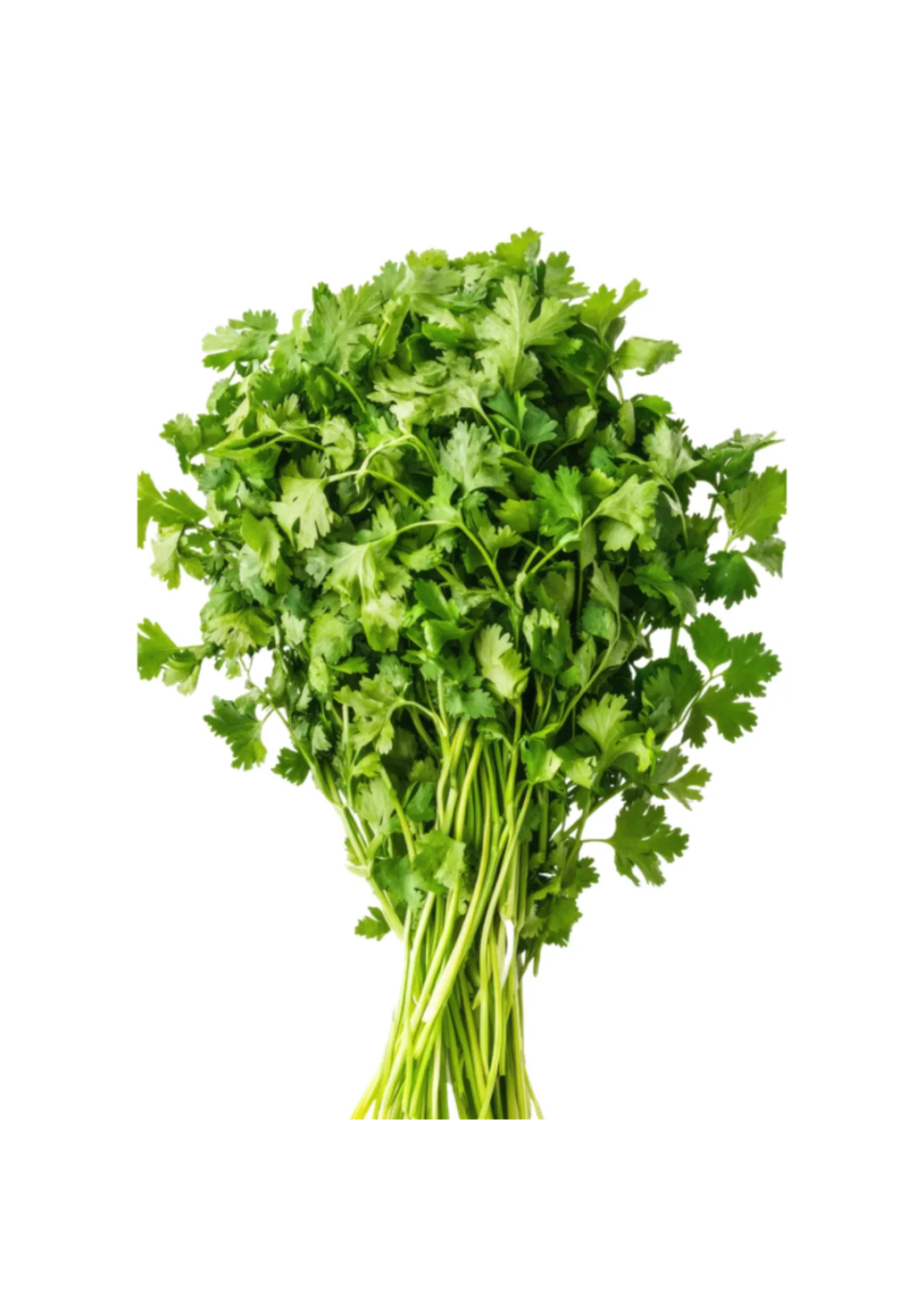 Coriander [Dhaniya Patta]img 1
