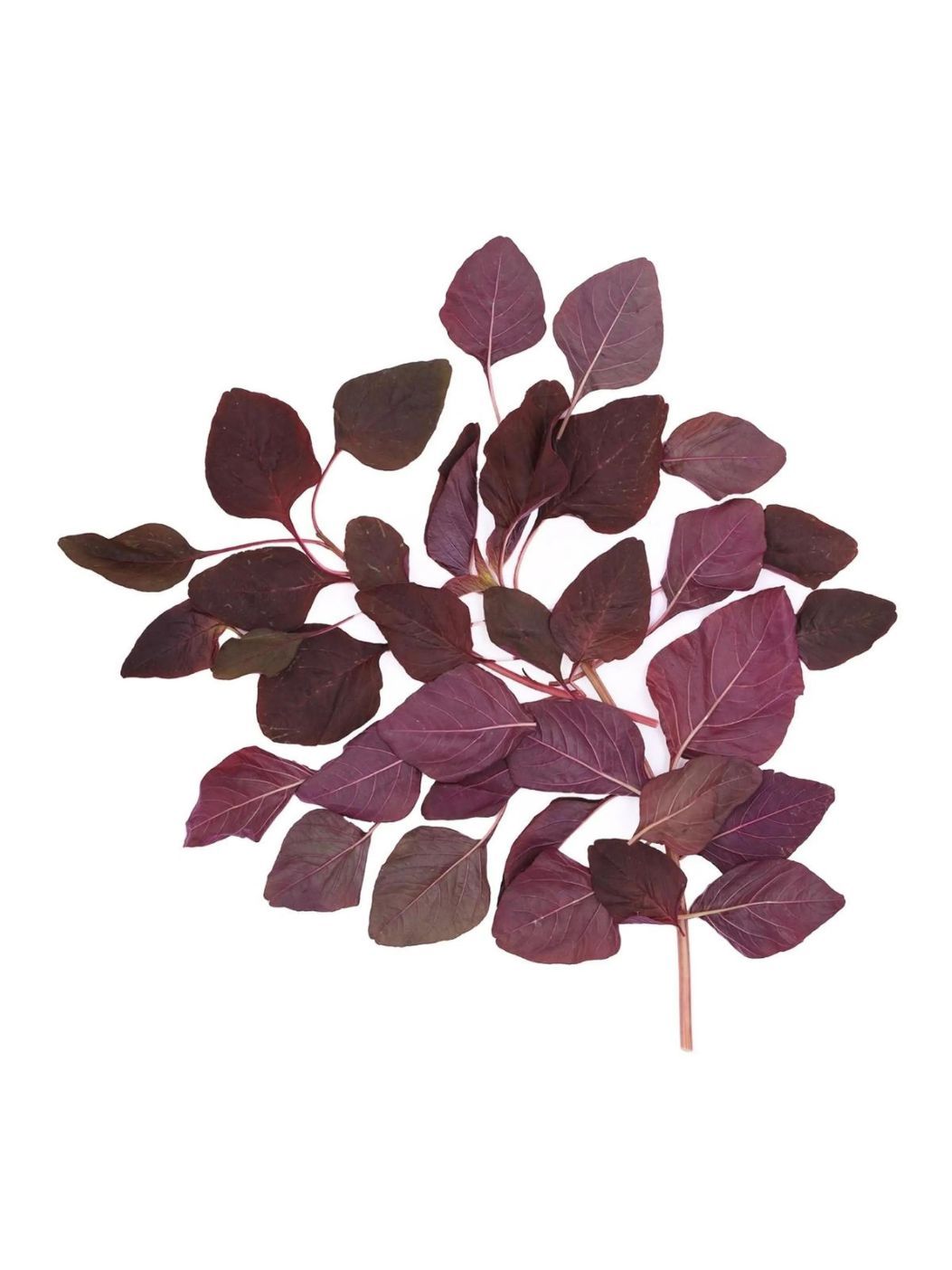 Amaranthus Redimg 1