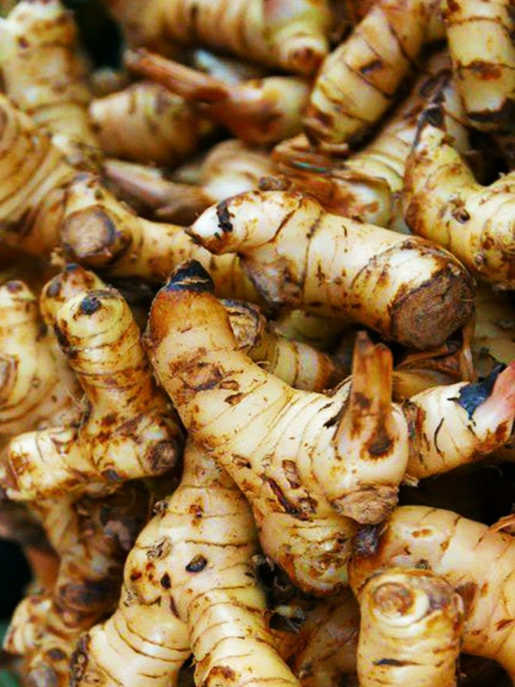 Thai Gingerimg 3