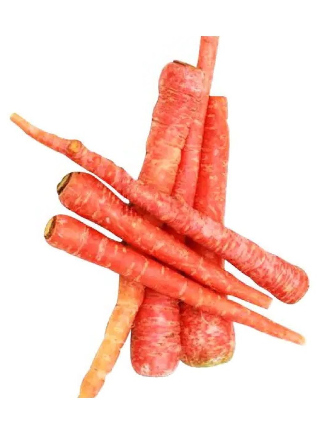 Carrot Red [Delhi]img 2