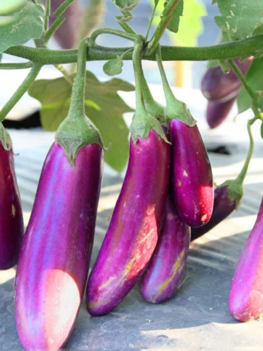 Brinjal Violet Longimg 2