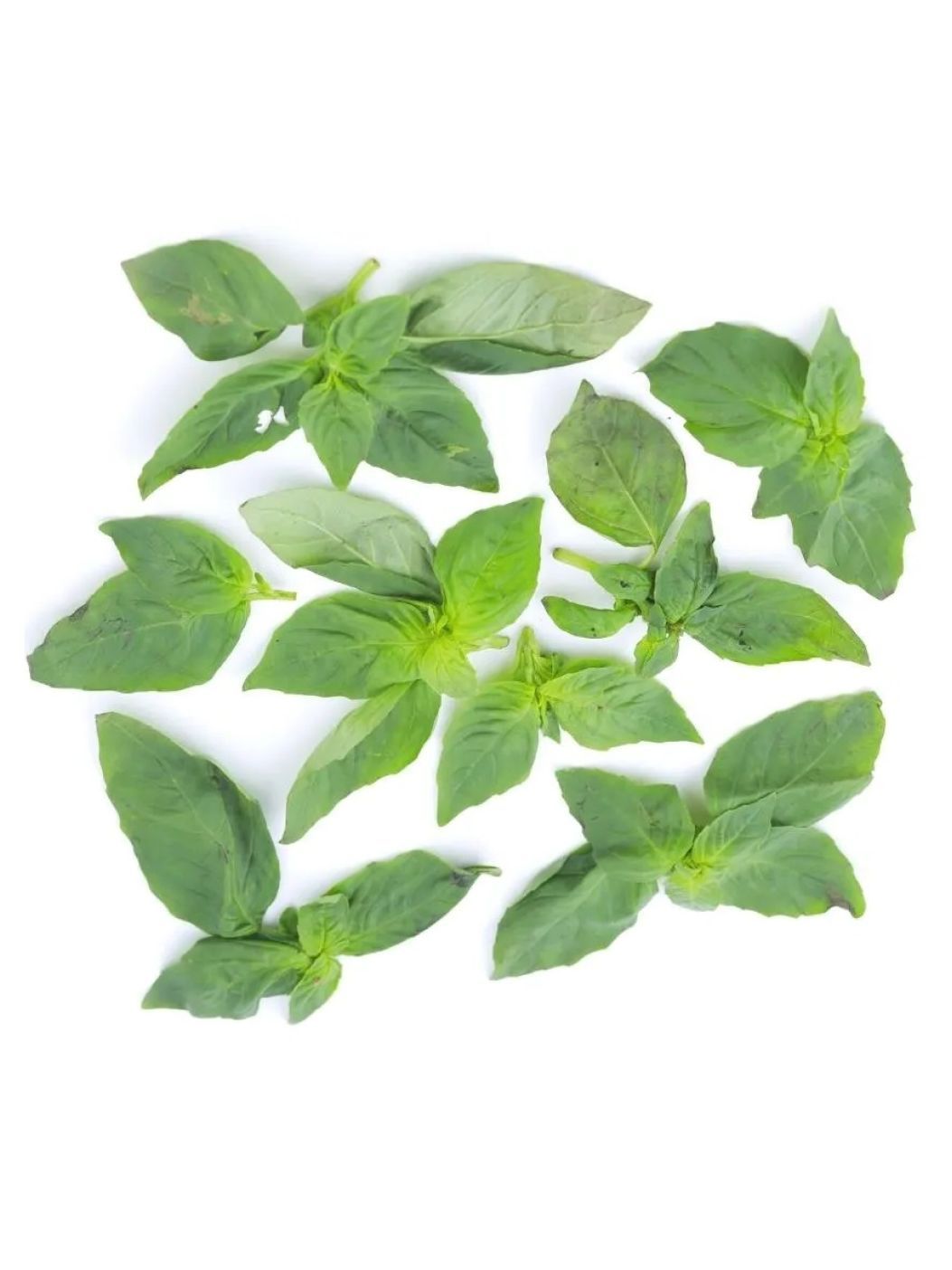 Basil Leavesimg 1