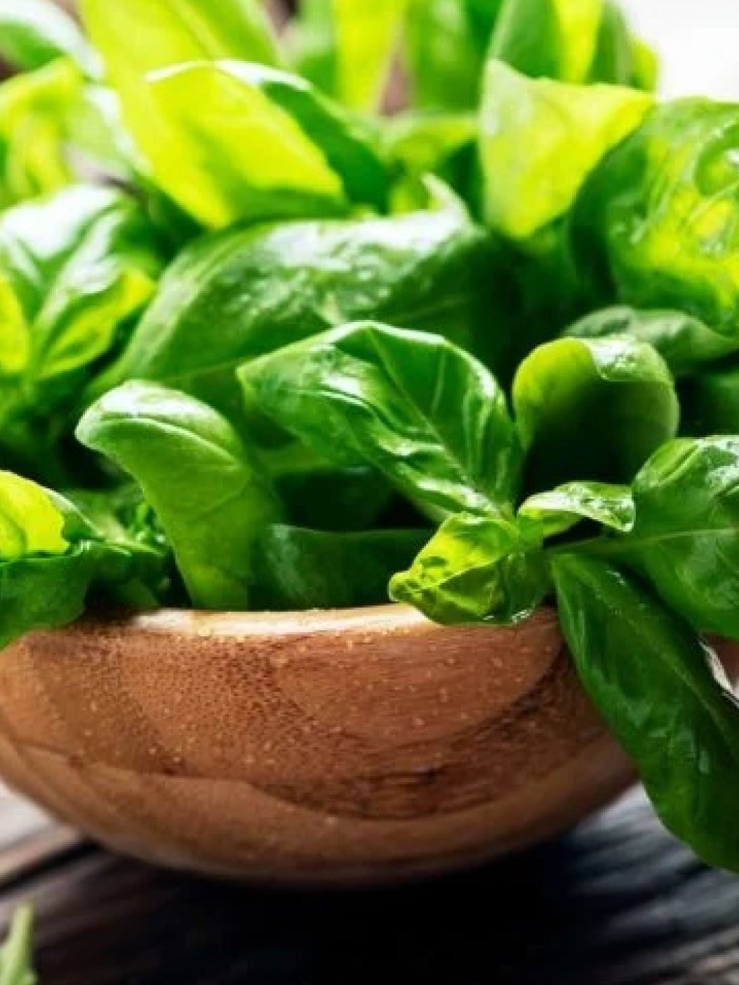 Basil Leavesimg 3