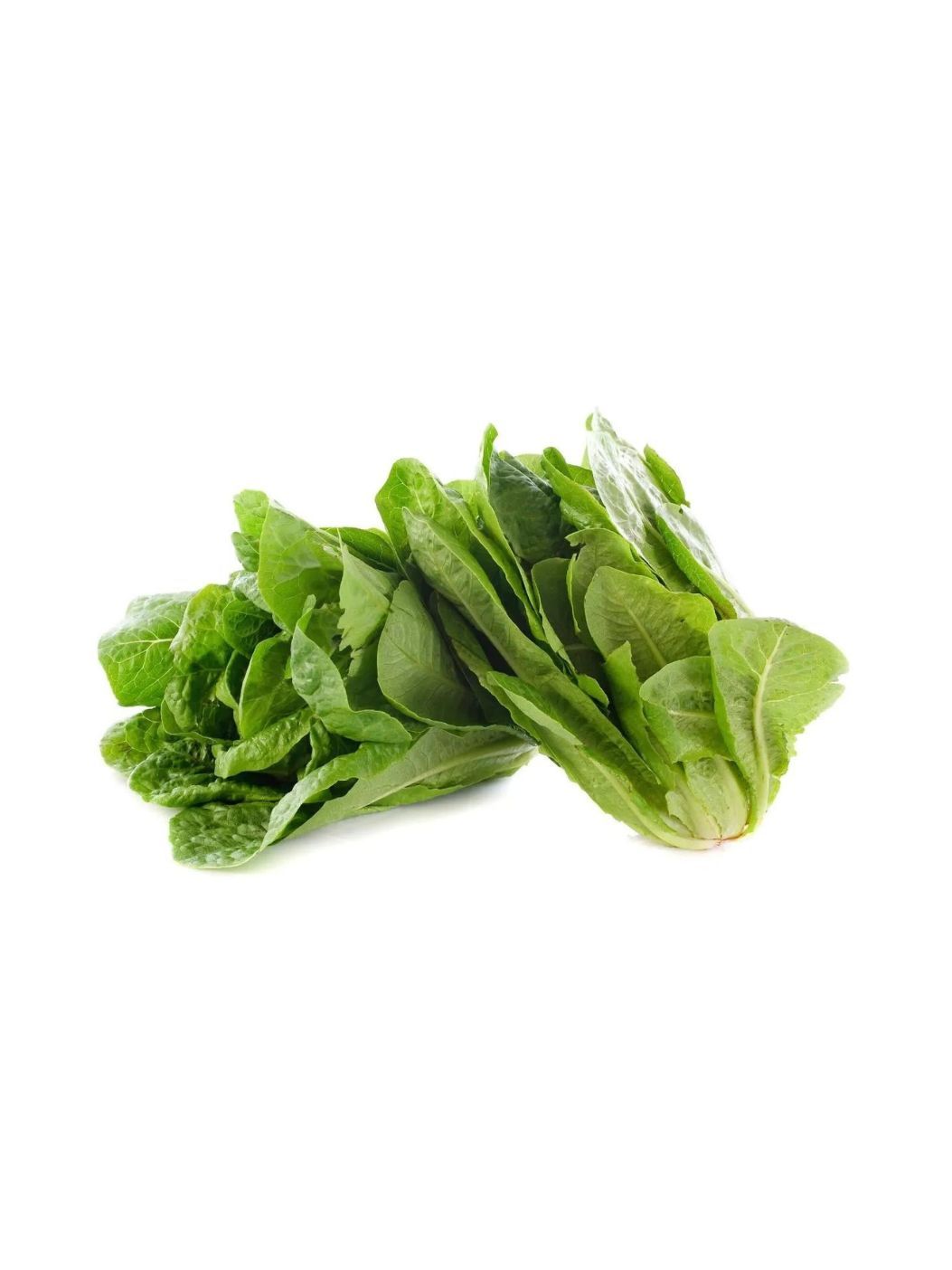 Hydroponic Lettuce Romaineimg 1