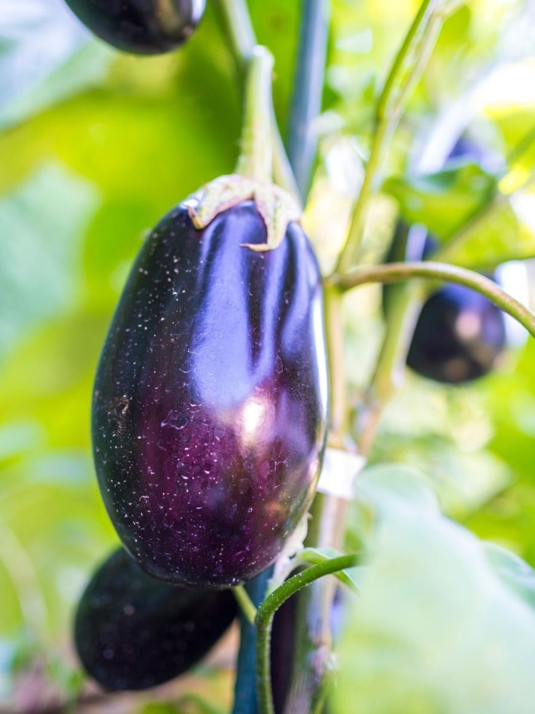 Brinjal Nagpurimg 1