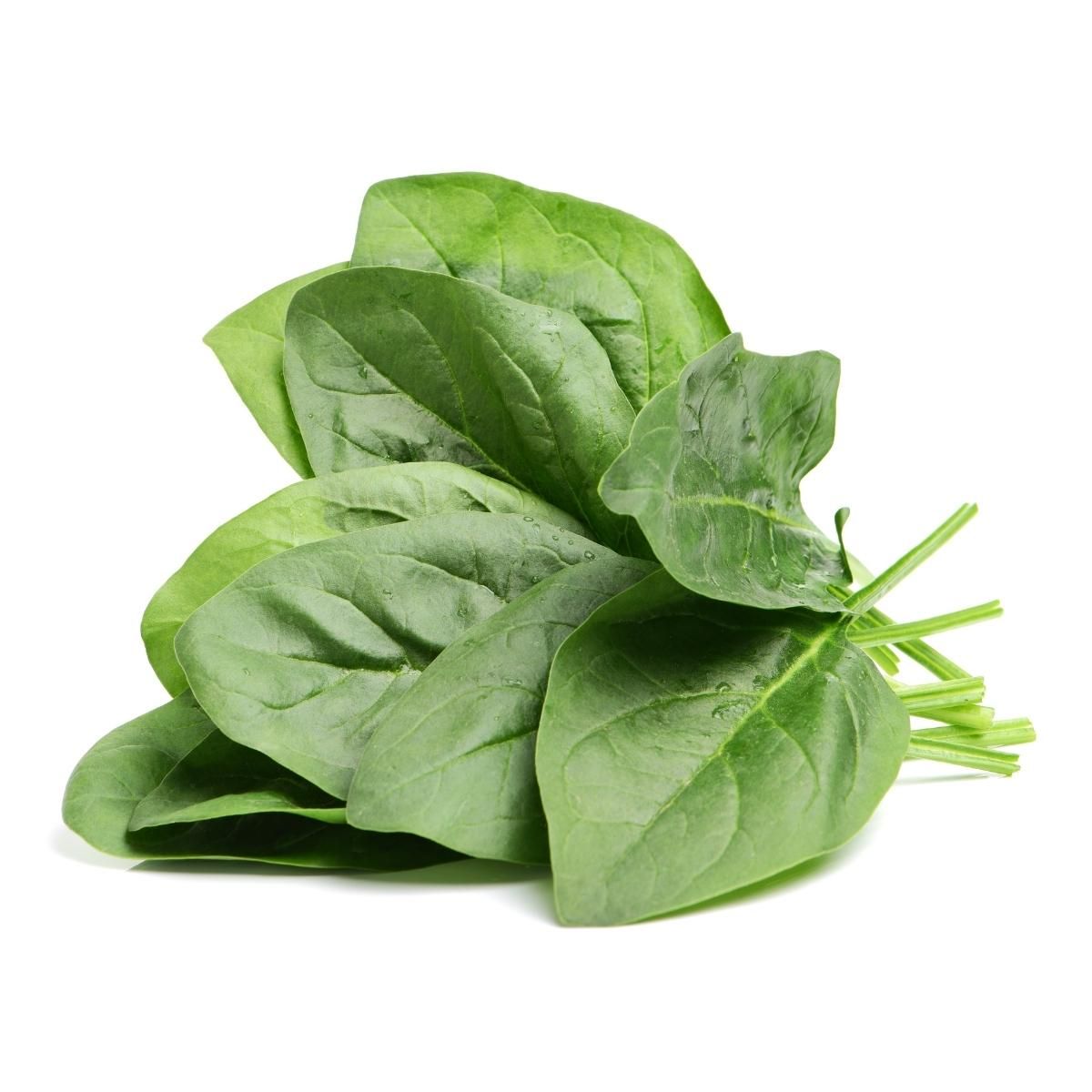 hydroponic_spinach.jpg