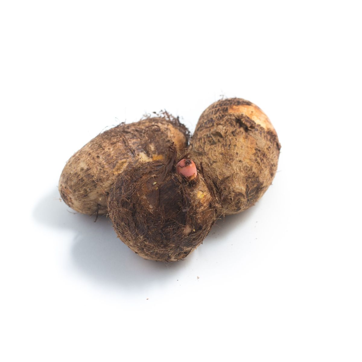 Colocasia [Arbi]
