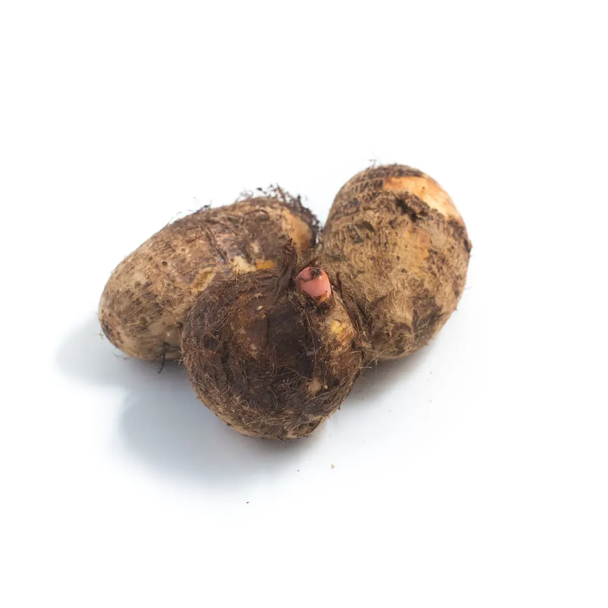 colocasia.jpg