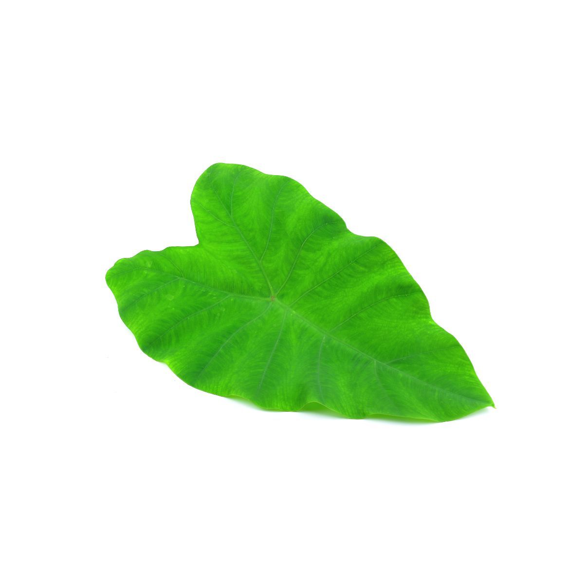 Buy Colocasia Leaves Online 