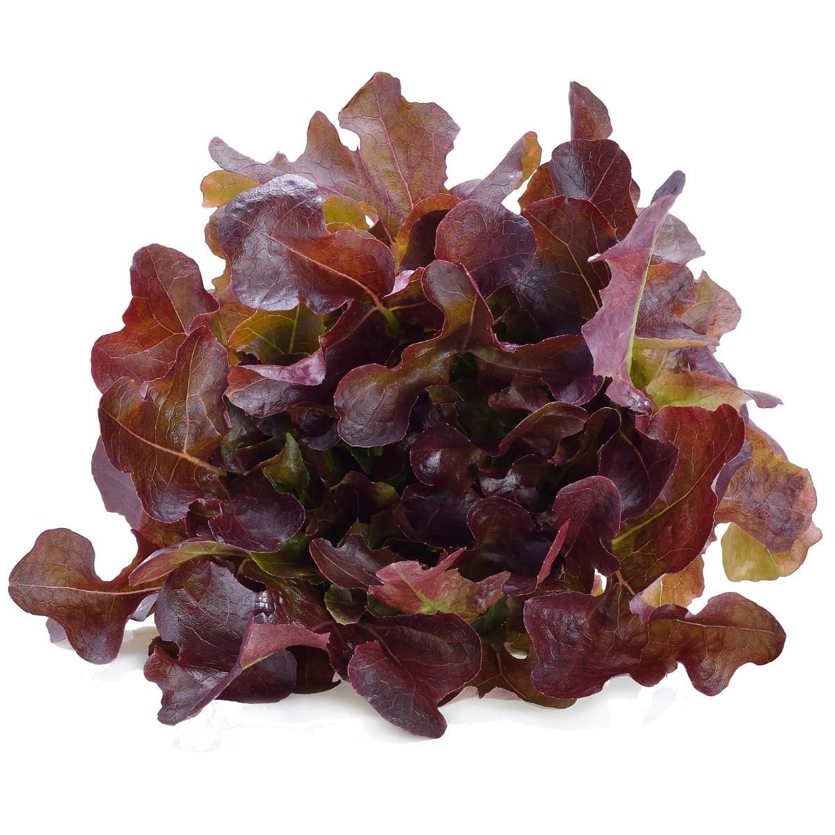 red_oak_lettuce_app.jpg