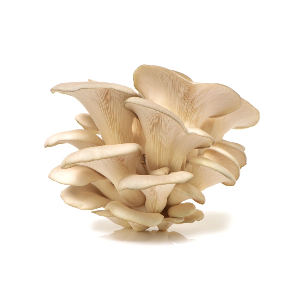 Mushroom Oyster