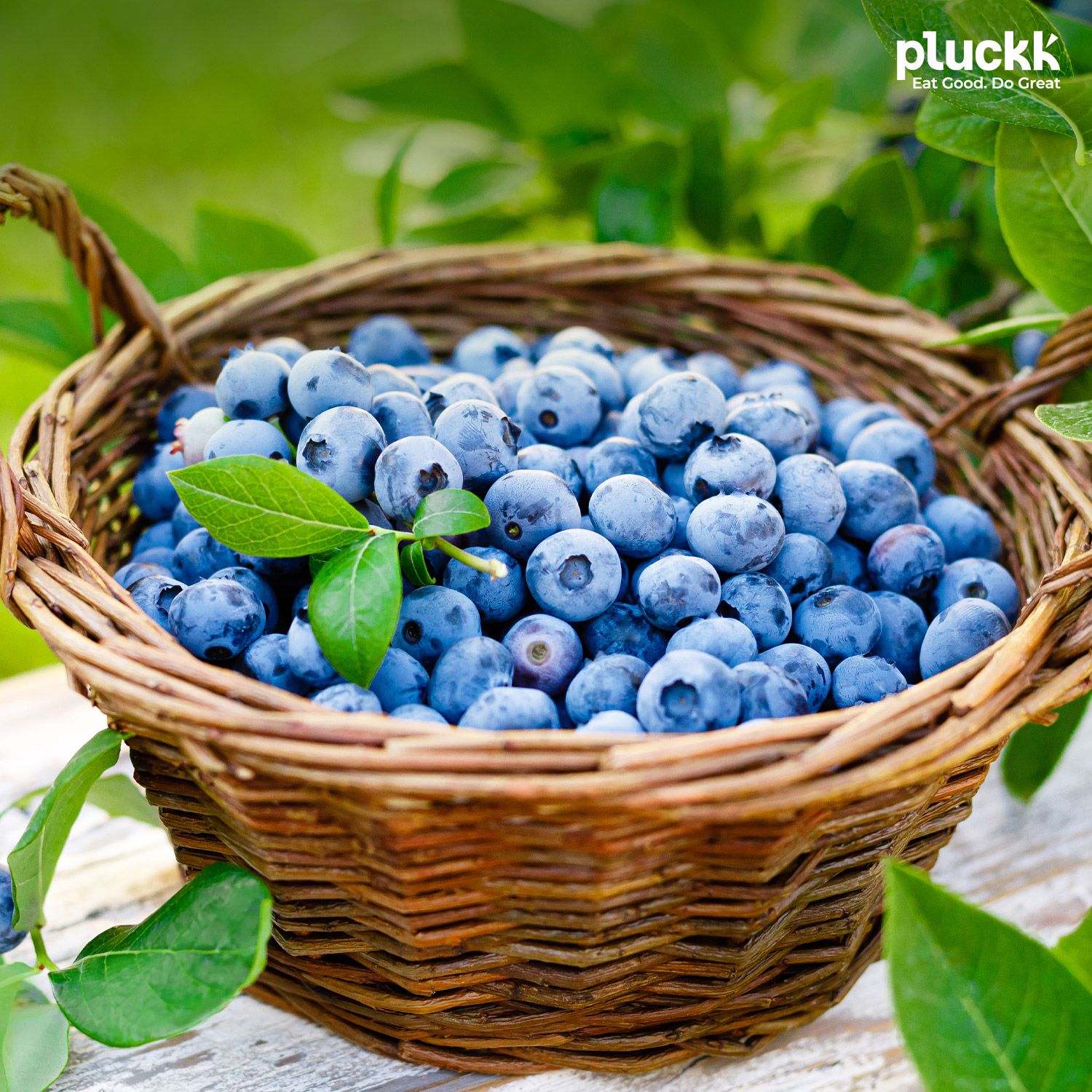 Buy Fresh Blueberry Fruit Online Price Health Benefits 