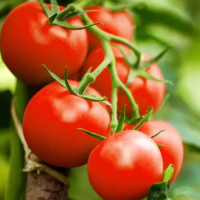 Vegetables