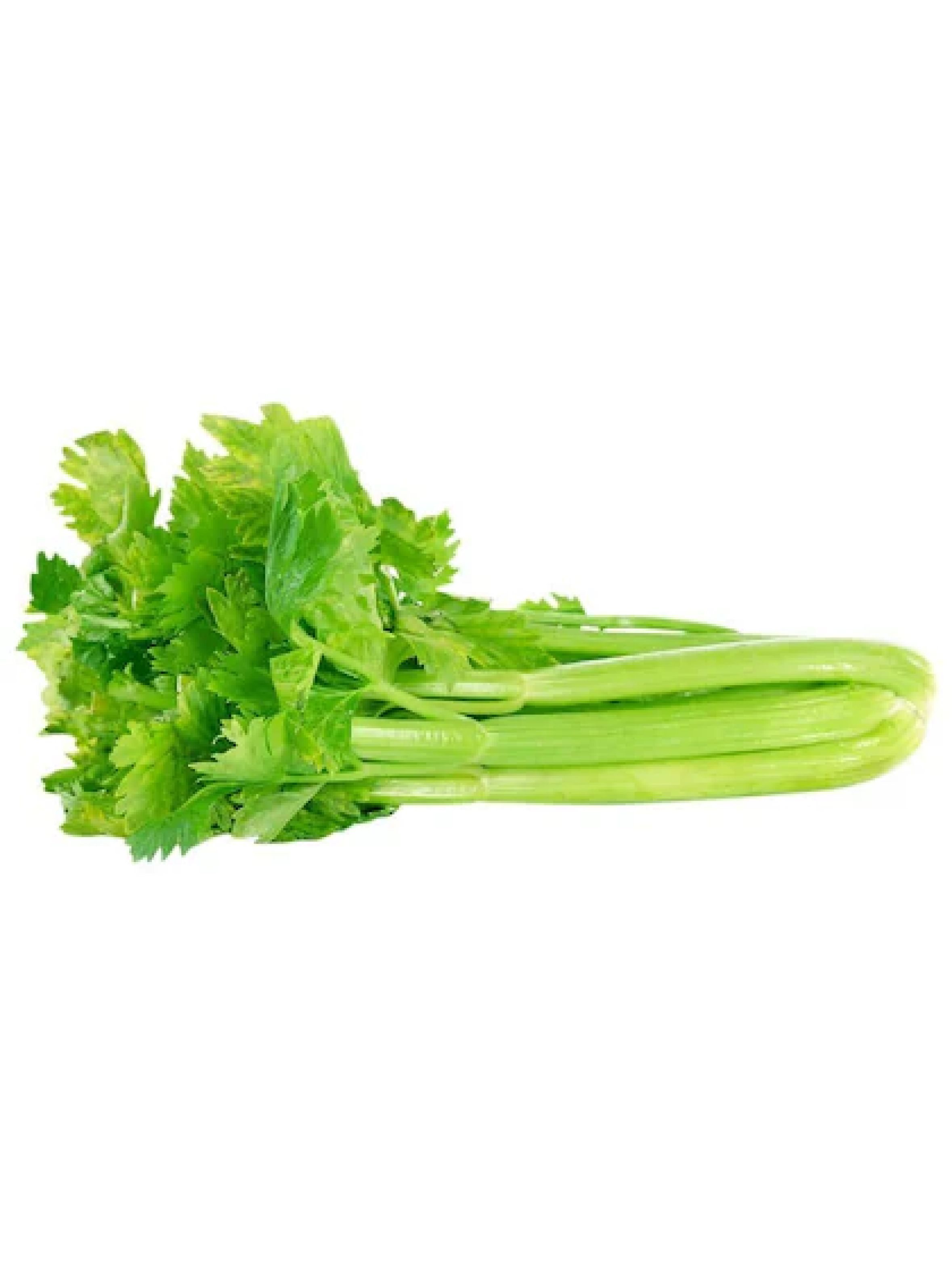 Celeryimg 1
